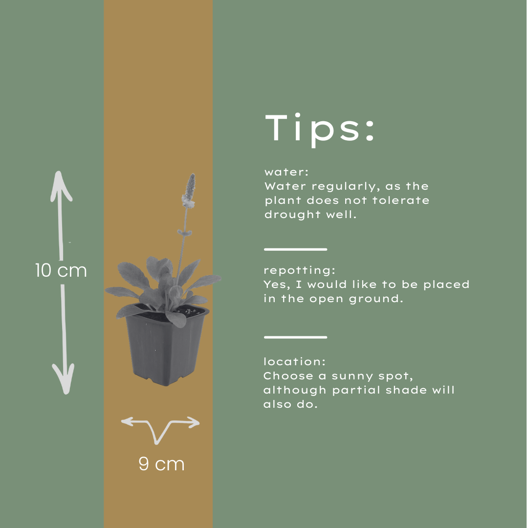 Stachys monieri Hummelo – 60 Pflanzen Ø9cm – Höhe10-25cm – Rosa Blütenstaude für Beet & Präriegarten – Bienenfreundlich winterhart – Flächenbepflanzung - Oasis of Life