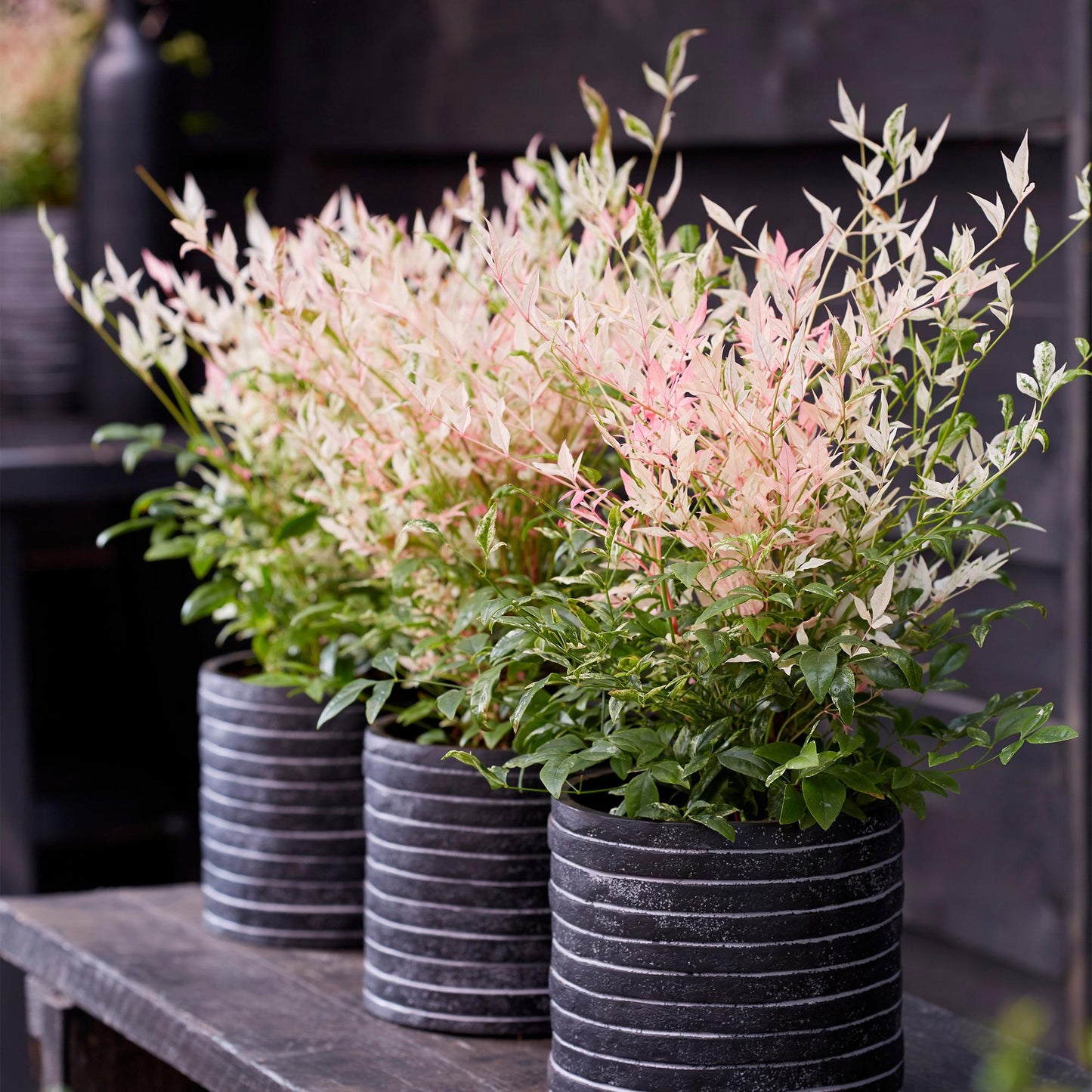 GreenboutiQ - Gartenpflanze - Nandina Twilight - Bunt & Rosa - 2 Pflanzen - Immergrün - Wenig Pflege - Topf 17cm Höhe 45cm 