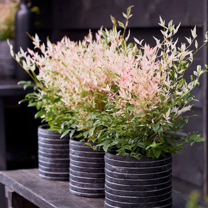 GreenboutiQ - Gartenpflanze - Nandina Twilight - Bunt & Rosa - 2 Pflanzen - Immergrün - Wenig Pflege - Topf 17cm Höhe 45cm 