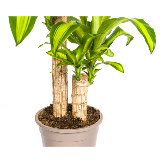 Drachenbaum - Dracaena Fragrans Massangeana - Zimmerpflanze - Ø19cm - ↕70 - 90cm