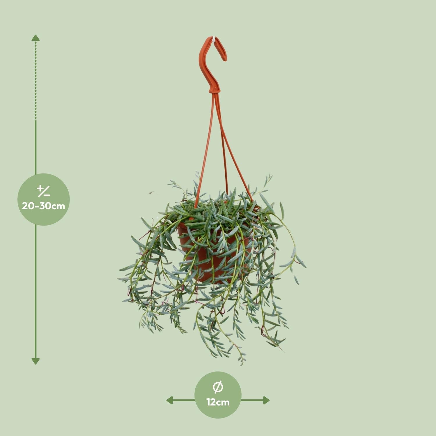 Senecio Hallianus - Ø12cm - ↕25cm 