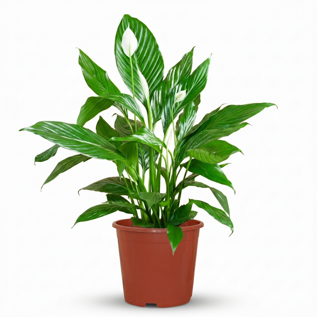 Green boutiQ - Plante d'intérieur - Fleur de lune - Spathiphyllum - Blanc - Entretien facile - 1 Plante - Pot 19cm - Hauteur 70 - 80cm 
