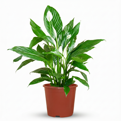 Green boutiQ - Plante d'intérieur - Fleur de lune - Spathiphyllum - Blanc - Entretien facile - 1 Plante - Pot 19cm - Hauteur 70 - 80cm 