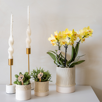 Kolibri Home | Tree Übertopf - Travertine - Ø6cm 