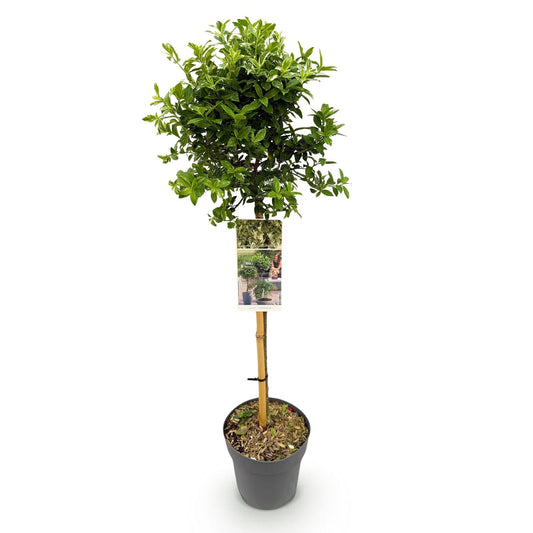 Euonymus fortunei ‘Harlequin’ – Immergrüne Stamm-Pflanze – Terrassen- & Gartenpflanze – pflegeleicht & kompakt – Topf Ø19cm – Höhe ca. 90cm 