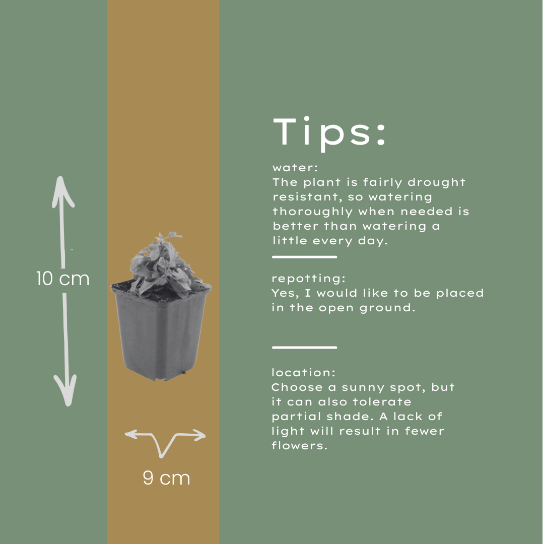 Gänseblümchen Erigeron karvinskianus – 6 Pflanzen – 10-25cm – Ø9cm – Langblühende Bodendecker Staude – Blühpflanze für Beet, Mauer & Balkon