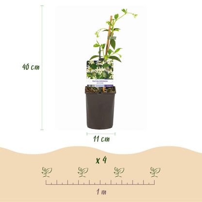 Toskanischer Sternjasmin - Trachelospermum jasminoides - Immergrün - 2 Pflanzen - 11cm Höhe 40cm