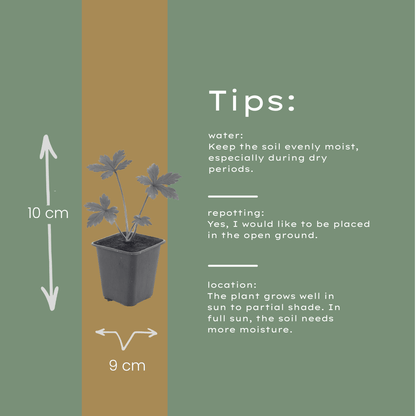 Astrantia major Sterndolde 12 Pflanzen – 10-25cm – Ø9cm – Winterharte Staude für Garten & Beet – Bienenfreundliche Blühpflanze – Mehrjährige Gartenpflanzen im Topf