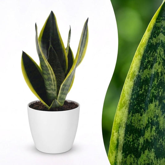 Bogenhanf Sansevieria trifasciata Future Superb – Ø12cm Höhe 35cm – mit weißem Dekotopf