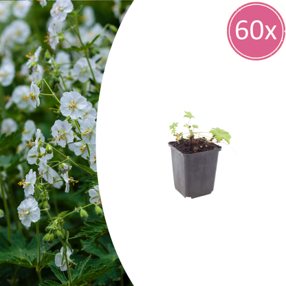 Geranium macrorrhizum White Ness – 60 Pflanzen – Ø9cm – Höhe 10-25cm – Winterharter Bodendecker mit weißen Blüten für Beet, Unterpflanzung & Flächenbegrünung