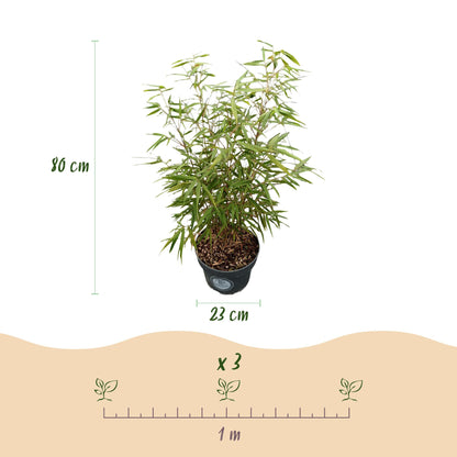 Green boutiQ - Gräser - Fargesia scabrida Asian Wonder - Bambus - Nicht Ausbreitend - Grün - 2 Pflanzen - Topf 23 cm - Höhe 80 cm 
