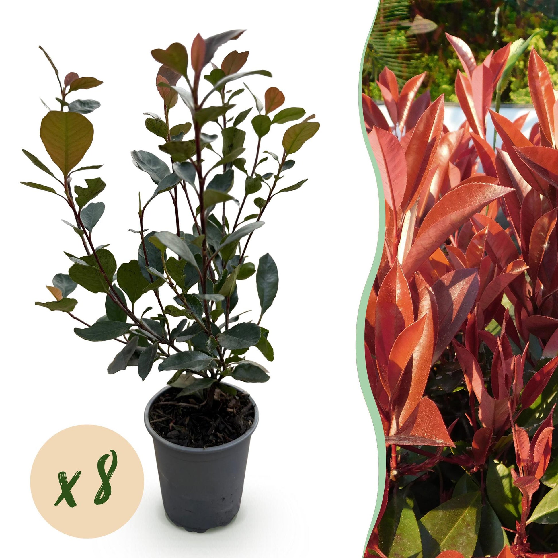 GreenboutiQ - Heckenpflanzen - Photinia Little Red Robin - Blatt Rot - 8 Pflanzen - 1 Laufmeter - Immergrün - Topf 9cm Höhe 30-35cm 