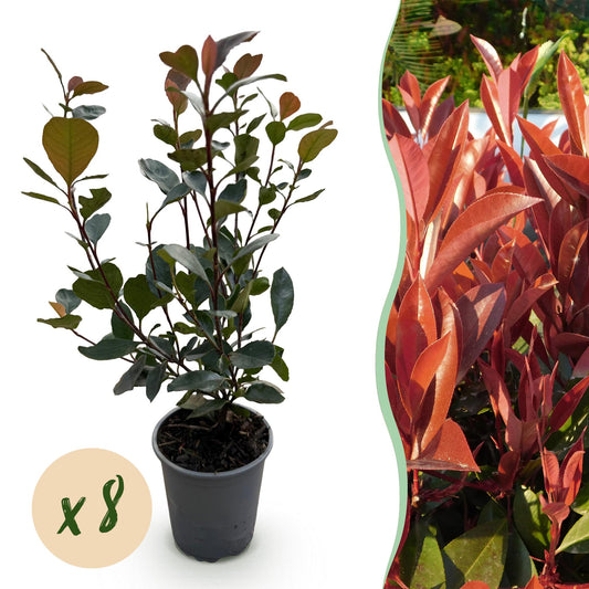 GreenboutiQ - Heckenpflanzen - Photinia Little Red Robin - Blatt Rot - 8 Pflanzen - 1 Laufmeter - Immergrün - Topf 9cm Höhe 30-35cm 