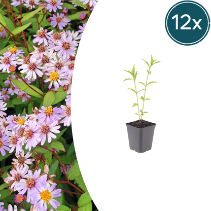 Kalimeris incisa Blue Star – 12 Pflanzen – Ø9cm – Höhe 10-25cm – Winterharte Staude – Hellblaue Blüten – Pflegeleicht für Beet, Steingarten & Naturgarten