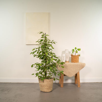 Ficus benjamina Goldenking - Ø21cm - ↕95cm + Korb Selin 