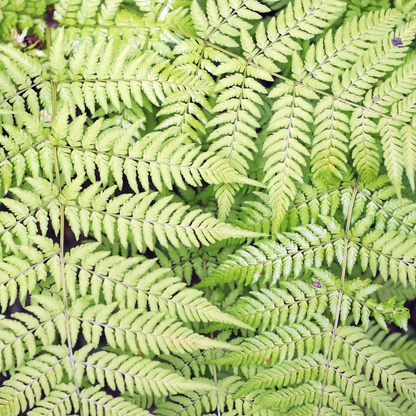 Dryopteris filix-mas – 24 Pflanzen Männerfarn Wurmfarn – 10-25cm – Ø9cm – Winterharter Gartenfarn für Schatten & Halbschatten – Zierfarn für Beet & Unterpflanzung