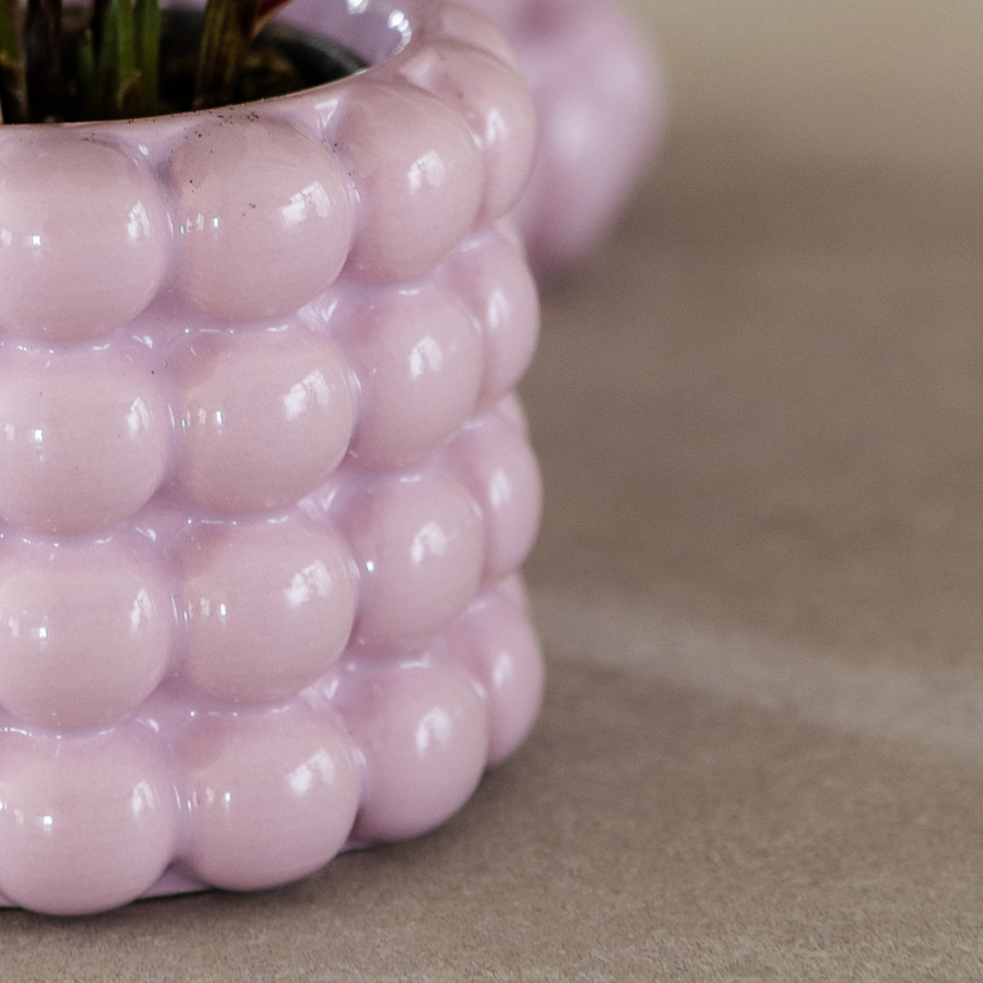 Kolibri Orchids | Rosa Niagara Falls Orchidee + Poppy Rosa Übertopf – Topfgröße Ø12 cm | Blühende Zimmerpflanze – Frisch vom Züchter 