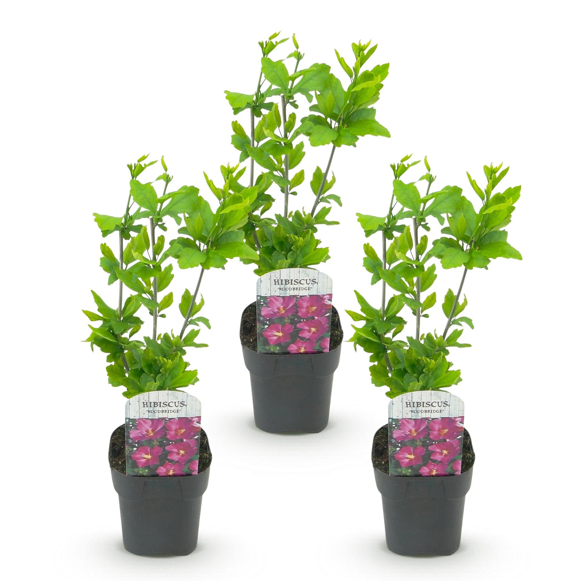Green boutiQ - Garden Plant - Hibiscus syriacus Woodbridge - Garden Hibiscus - Hardy - Pink - 3 Plants - Pot 17cm - Height 45cm 
