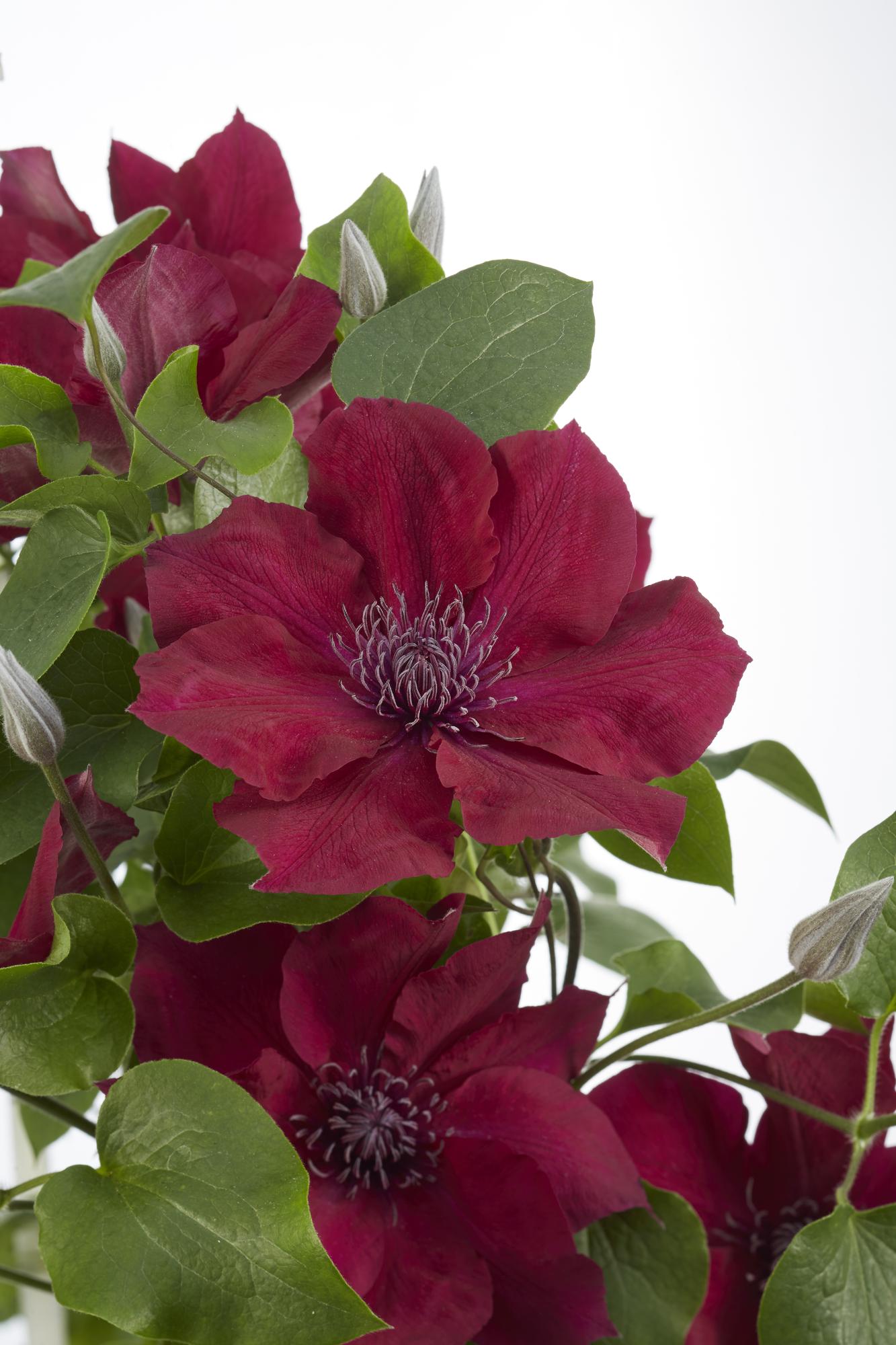 Waldrebe - Clematis Nubia - Clematis Evison Rot - Ø15cm - ↕65cm