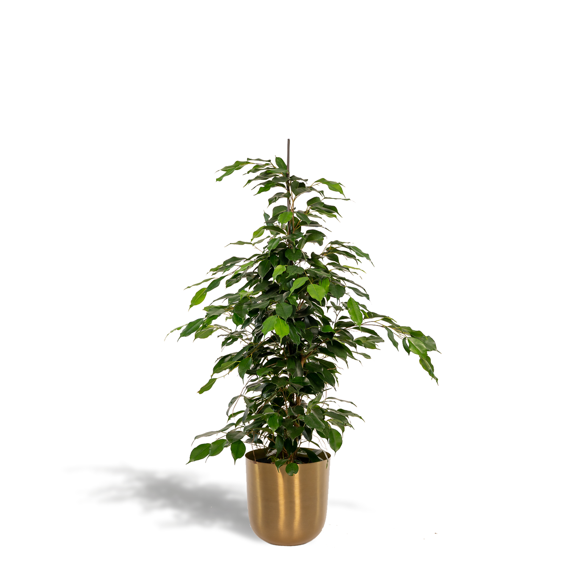 Ficus benjamina Danielle - Ø21cm - ↕95cm + Topf Mayk Gold 