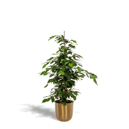 Ficus benjamina Danielle - Ø21cm - ↕95cm + Topf Mayk Gold 