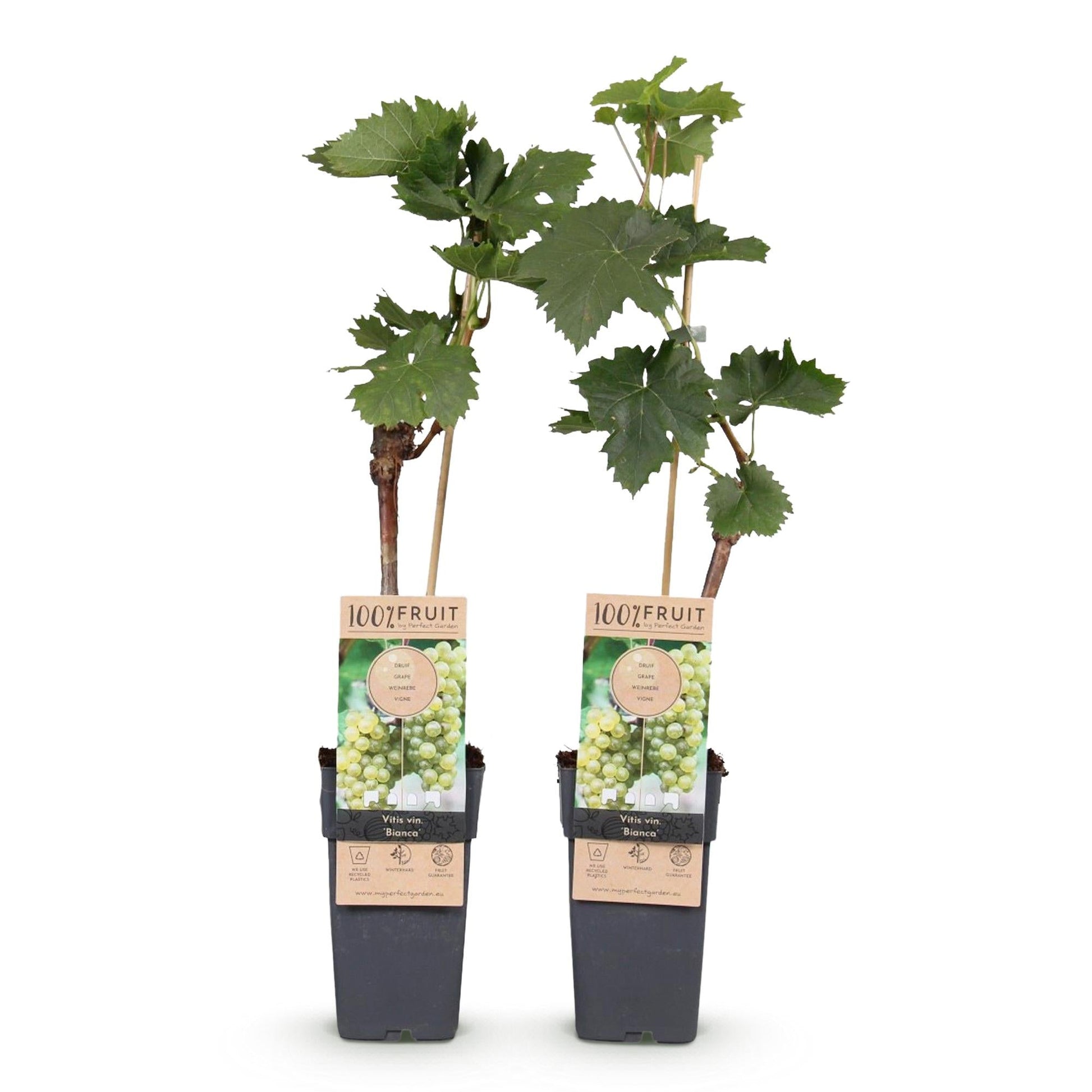 Weinrebe Vitis vinifera 'Bianca' – Weiße Traube – 2 Pflanzen – Ø15cm – Höhe ca. 50cm – Süße Tafeltrauben – Pflegeleichte Obstpflanze für Garten & Balkon – Reich an Vitaminen 