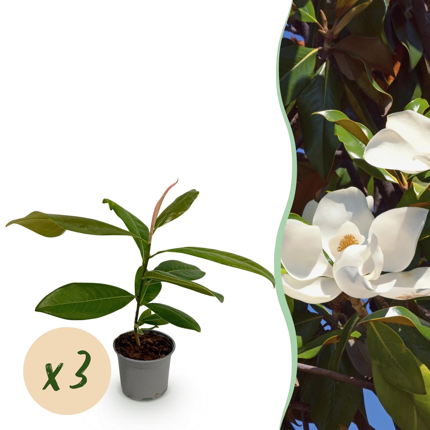 GreenboutiQ - Gartenpflanze - Magnolia grandiflora - Blüte Weiß - 3 Pflanzen - Immergrün - Wenig Pflege - Topf 12cm Höhe 30cm 