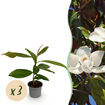 GreenboutiQ - Gartenpflanze - Magnolia grandiflora - Blüte Weiß - 3 Pflanzen - Immergrün - Wenig Pflege - Topf 12cm Höhe 30cm 