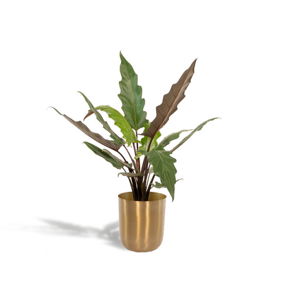 Alocasia Lauterbachiana - Ø19cm - ↕80cm + Topf Mayk Gold 