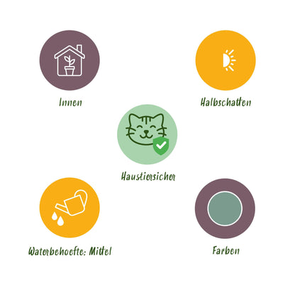 Green boutiQ - Zimmerpflanze - Phlebodium aureum Blue Star - Blaue Farn - Haustierfreundlich - Blau - 4 Pflanzen - Topf 12cm - Höhe 25-30cm 