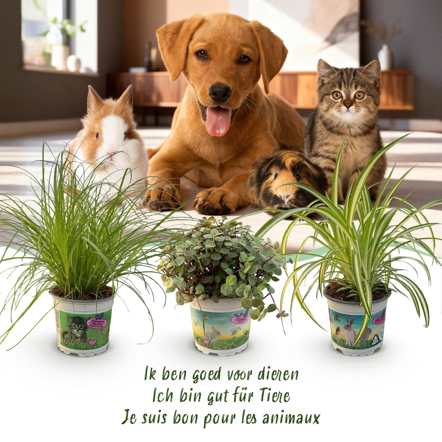 Green boutiQ - Zimmerpflanze - Cyperus - Calissia - Chlorophytum - Mix aus 3 - Haustierfreundliche Pflanzen - Grün - 3 Pflanzen - mit Korb - Topf 12cm - Höhe 20cm 