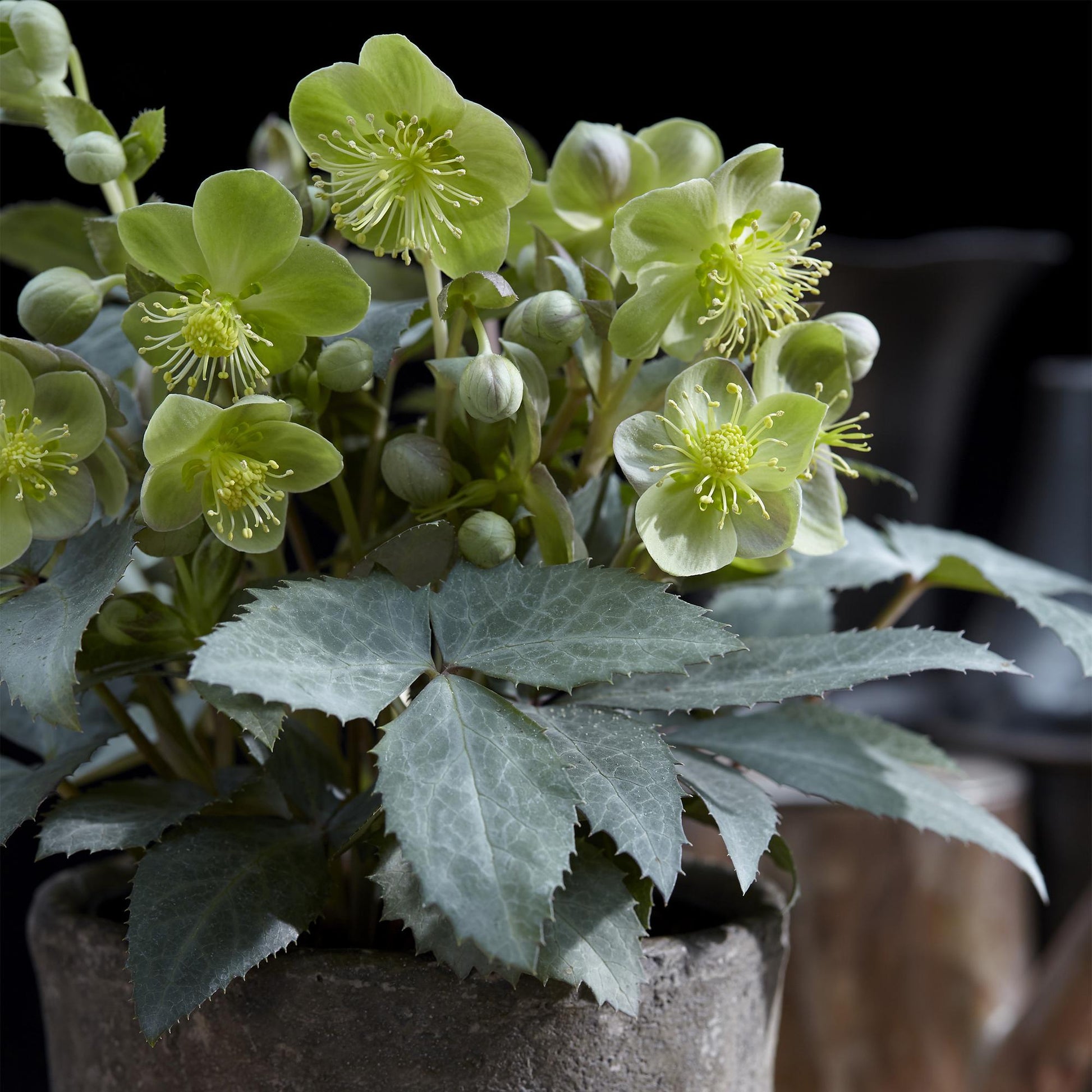 GreenboutiQ - Gartenpflanze - Lenten Rose - Helleborus sternii Silver Dollar - Grüne Blüte - 2 Pflanzen - Immergrün - Topf 14cm Höhe 35cm 