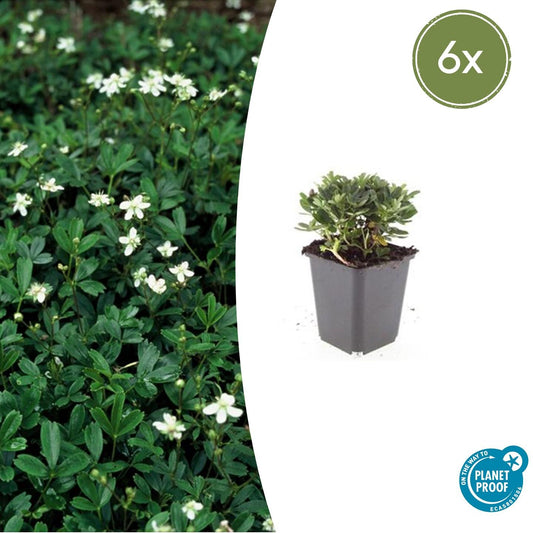 Fingerstrauch Potentilla tridentata 'Nuuk' – ↕10-25cm – Ø9cm – 6 Pflanzen – Immergrün & Winterhart – Bodendecker für Steingärten