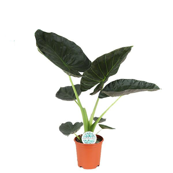 Elefantenohr - Alocasia Regal Shield - Zimmerpflanze - Ø21cm - ↕90cm 
