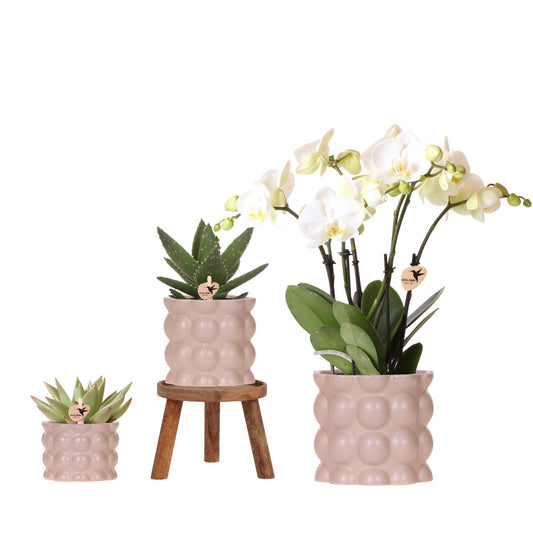 Kolibri Orchids | Pflanzenset Cotton Sand | Grüne Pflanzen mit Weißer Phalaenopsis-Orchidee Ghent in Keramischen Ziertöpfen 