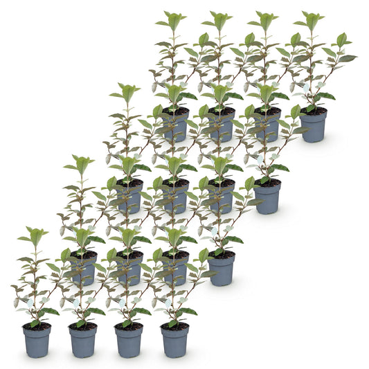 Ölweide 'Compacta' – Elaeagnus ebbingei 'Compacta' – 16 Heckenpflanzen – Topf Ø9cm – Höhe 25-35cm – Winterhart & immergrün