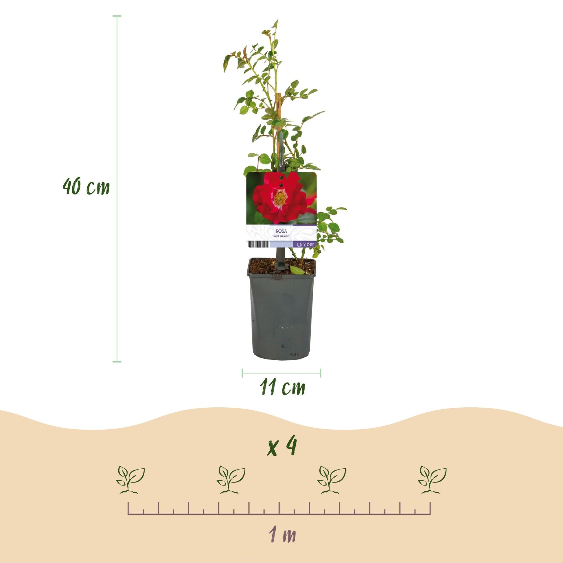 Kletterrose – Rosa Red Queen – Rote Blüten – Stark duftend – 2 Pflanzen – 11cm – Höhe 40cm – Geringer Pflegeaufwand 