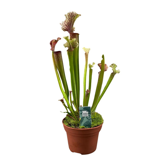 Schlauchpflanze Sarracenia 'Judith Hindle' – Karnivore Zimmerpflanze – Ø12cm – ca. 30cm hoch – Exotisch & pflegeleicht – Für helle bis halbschattige Standorte 