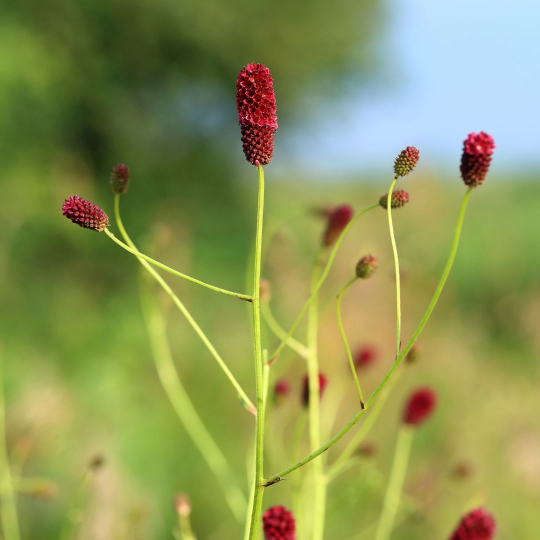 Sanguisorba officinalis Tanna – 6 Pflanzen – Ø9cm – Höhe 10-25cm – Winterharte Staude – Dunkelrote Blütenähren – Für Beet, Naturgarten & Präriegarten