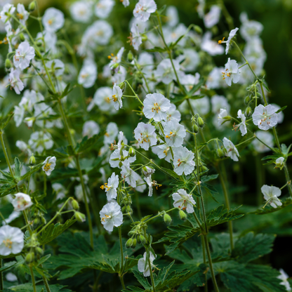 Geranium macrorrhizum White Ness – 48 Pflanzen – Ø9cm – Höhe 10-25cm – Winterharter Bodendecker mit weißen Blüten für Beet, Unterpflanzung & Flächenbegrünung