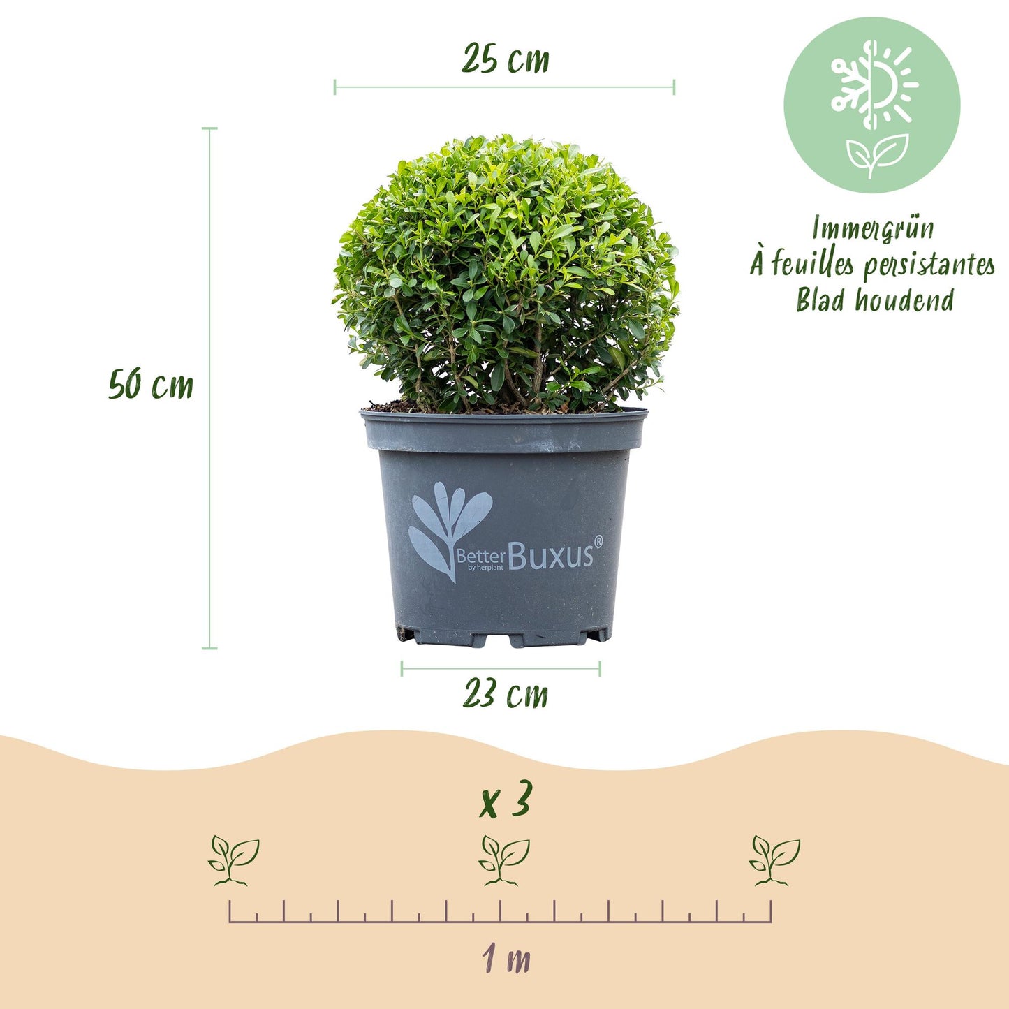 GreenboutiQ - Buxus Kugel - BetterBuxus Skylight - Resistenz gegen den Buxus-Schimmel - 2 Pflanzen - Topf 23cm Kugel 25cm 