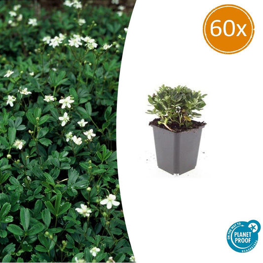 Fingerstrauch Potentilla tridentata 'Nuuk' – ↕10-25cm – Ø9cm – 60 Pflanzen – Immergrün – Weiße Sommerblüten – Winterharter Bodendecker