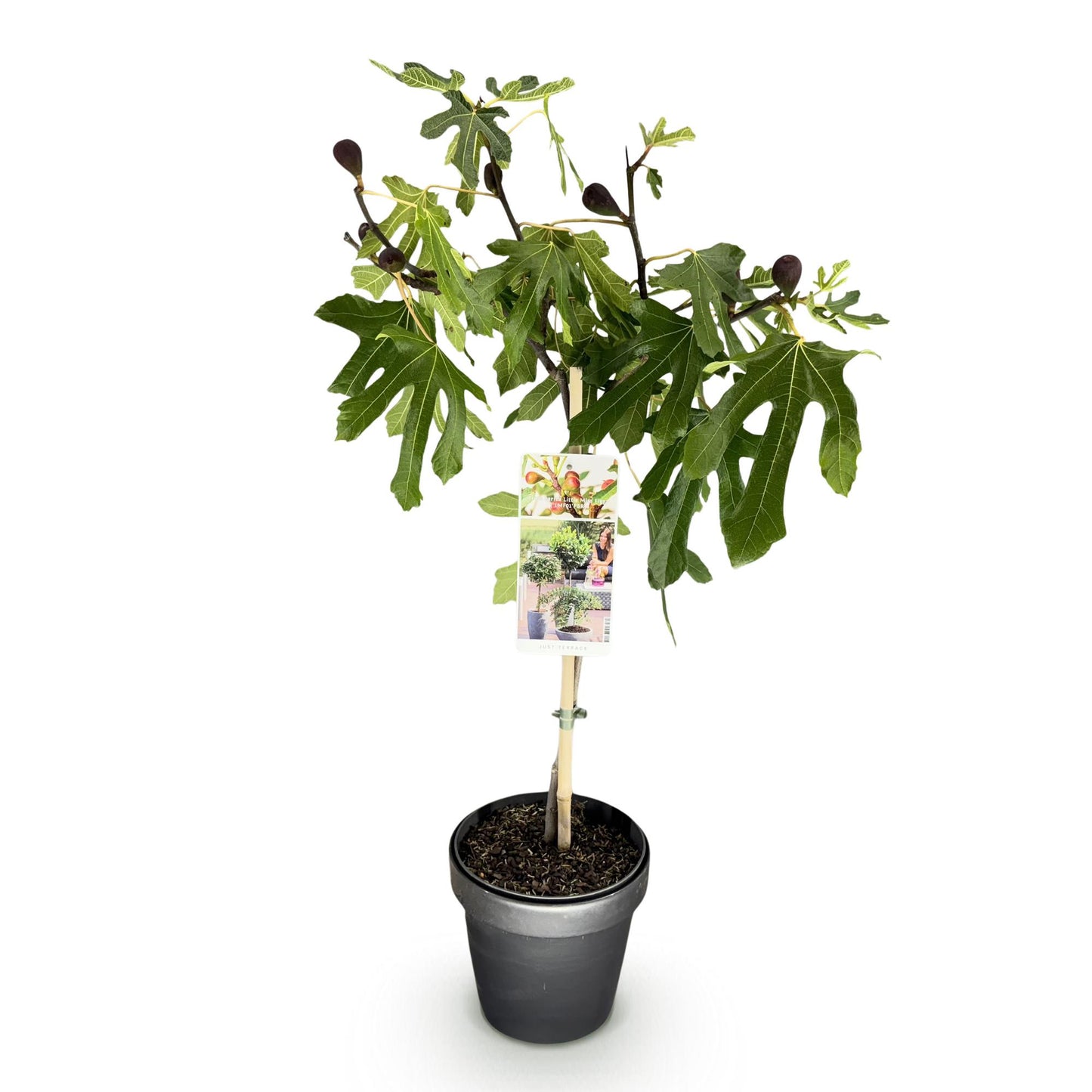 GreenboutiQ - Stamm Pflanze - Ficus carica Little Miss Figgy - Terrassen Pflanze - Laubabwerfend - Winterhart - Grüne Frucht - Topf 19cm Höhe 90cm 