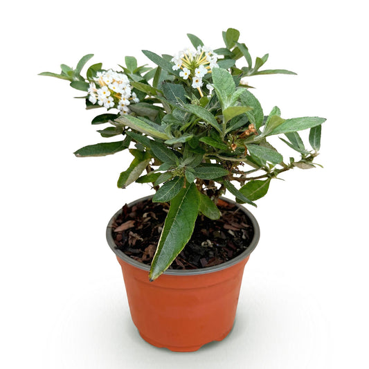 Green boutiQ - Gartenpflanze - Buddleja davidii Butterfly Candy Little White - Schmetterlingsstrauch - Kompakt - Weiß - 1 Pflanze - Topf 12cm - Höhe 20-25cm 