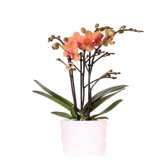 Orange Bolzano-Orchidee 9 cm im Como-Topf – inkl. Easy Watering System, Selbstbewässerung, stilvoller Blickfang