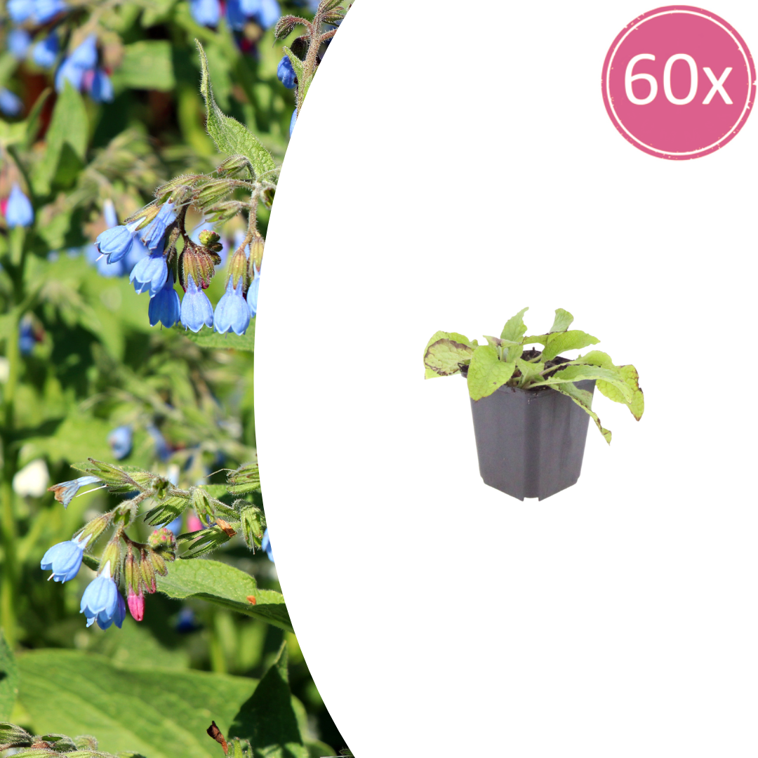 Symphytum grandiflorum Wisley Blue – 60 Pflanzen – Ø9cm – Höhe 10-25cm – Blauer Beinwell Bodendecker – Winterharte Schattenstaude für Beet & Naturgarten - Oasis of Life