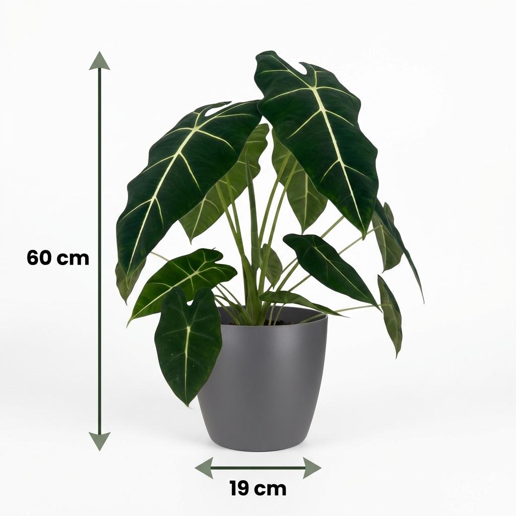 Green boutiQ - Zimmerpflanze - Elefantenohr - Alocasia Frydek - Grün - Pflegeleicht - 1 Pflanze - mit Potter Grau - Topf 19cm - Höhe 60cm 