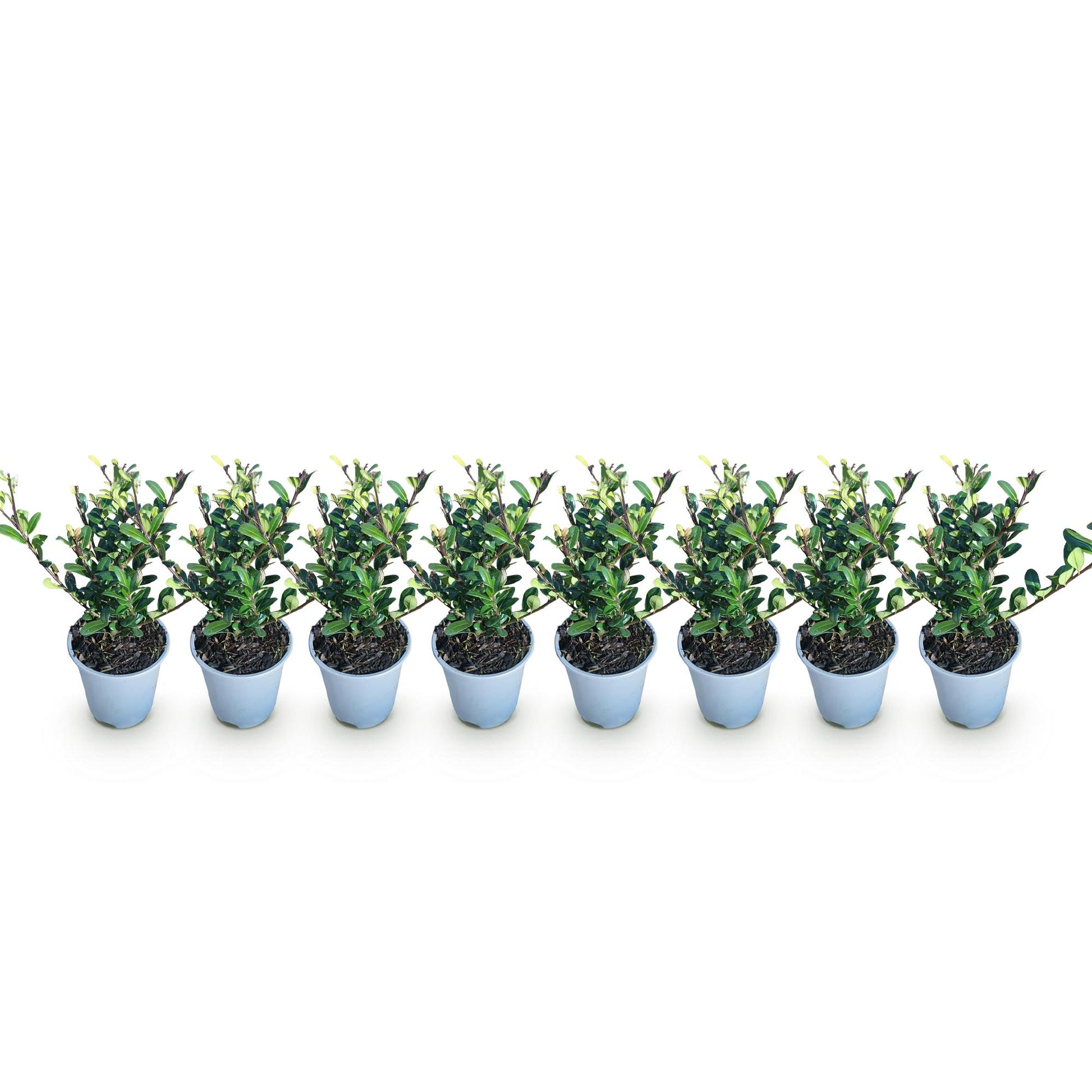 GreenboutiQ - Heckenpflanzen - Ilex crenata Caroline Upright - Blatt Grün - 8 Pflanzen - 1 Laufender Meter - Immergrün - Topf 9cm Höhe 25-30cm 