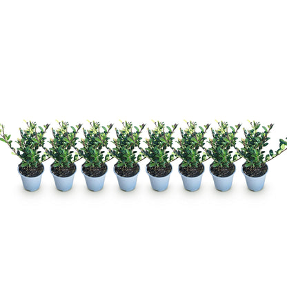 GreenboutiQ - Heckenpflanzen - Ilex crenata Caroline Upright - Blatt Grün - 8 Pflanzen - 1 Laufender Meter - Immergrün - Topf 9cm Höhe 25-30cm 