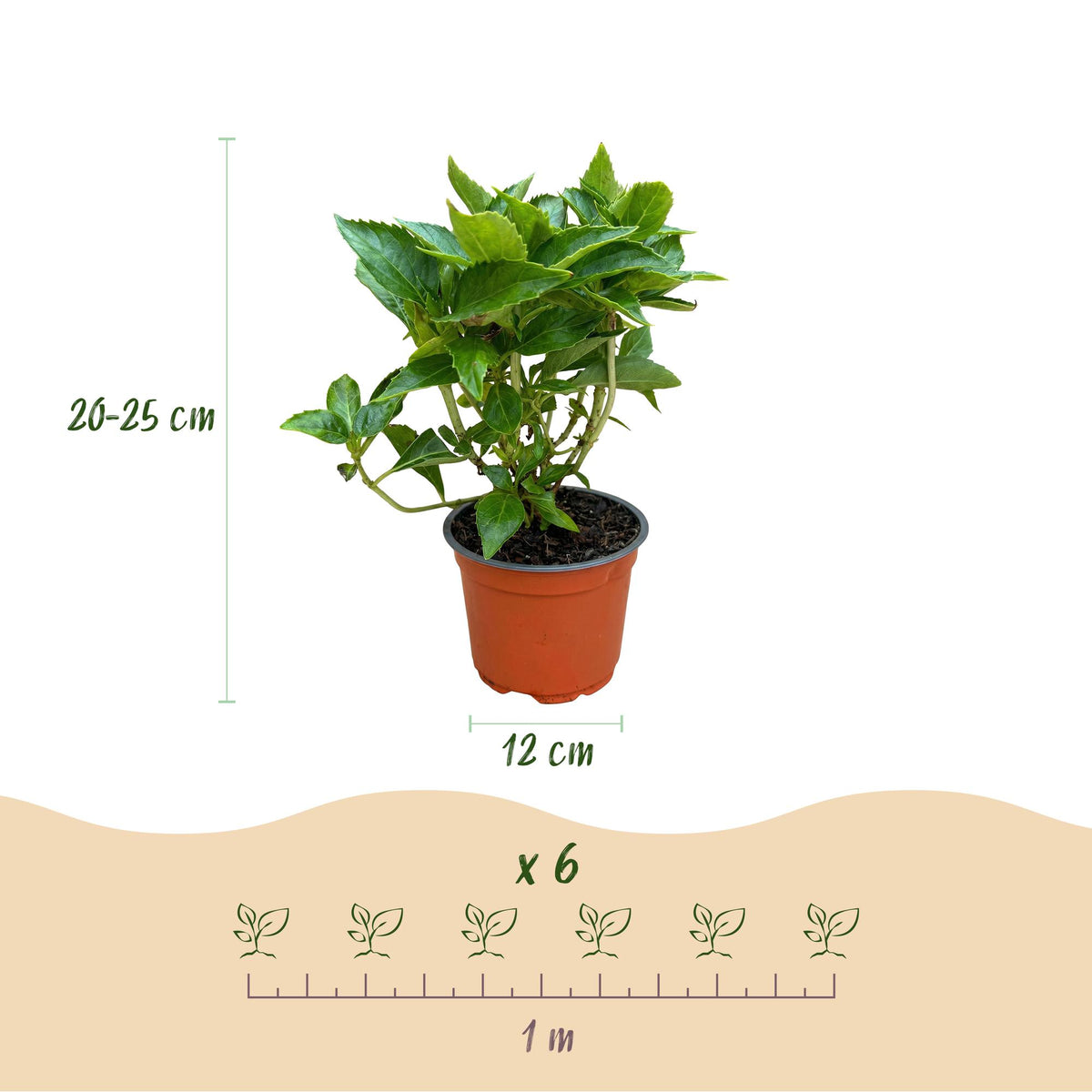 Green boutiQ - Gartenpflanze - Hydrangea macrophylla Weiß - Hortensie - Winterhart - Weiß - 1 Pflanze - Topf 12cm - Höhe 20-30cm 